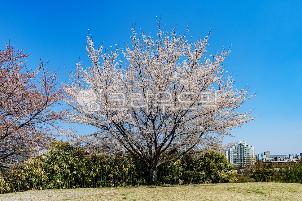 벚꽃, cherryblossoms, 플라워, flower, 4월, 사진,이미지,일러스트,캘리그라피 - 드래곤볼작가