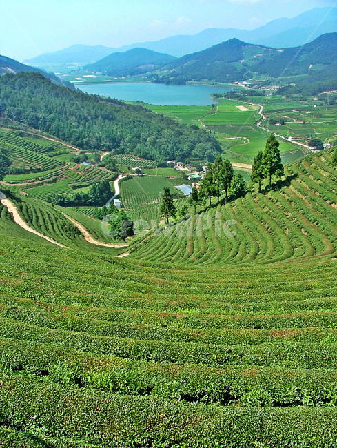 녹차밭,녹차,차,보성,전남,자연,차밭,자연,풍경,nature,landscape,한국자연풍경,한국자연경관,korea nature landscape,outdoors,옥외,field,들