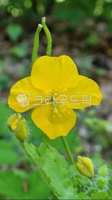 애기똥풀,두해살이풀,greatercelandine,독성식물,천연염료,약재,젖풀,까치다리,싸아똥,버침풀,plant,식물,flower,꽃
