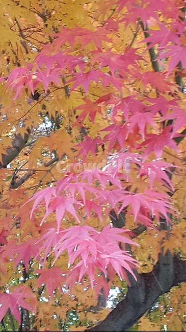 단풍,가을,나무,울긋불긋,단풍나무,가을단풍