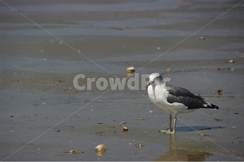 바다갈매기,갈매기,갯벌,갯벌갈매기,갯벌위에,서해바다,뻘,동물,animal,조류,새,birds