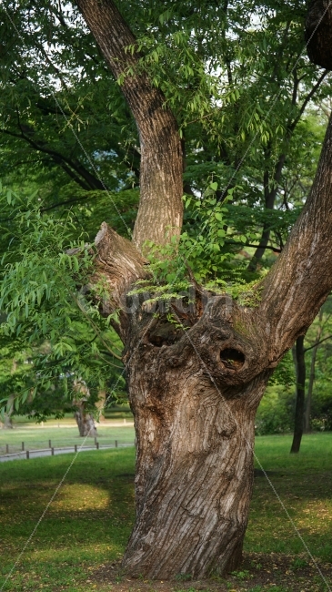 나무,공원,잔디밭,식물,자연,이파리,여름,tree,nature,forest,풍경,landscape,감성,힐링,healing,plants,스냅,snap,한국자연,클로즈업,closeup,고목,고목나무,식물,자연,plants,nature