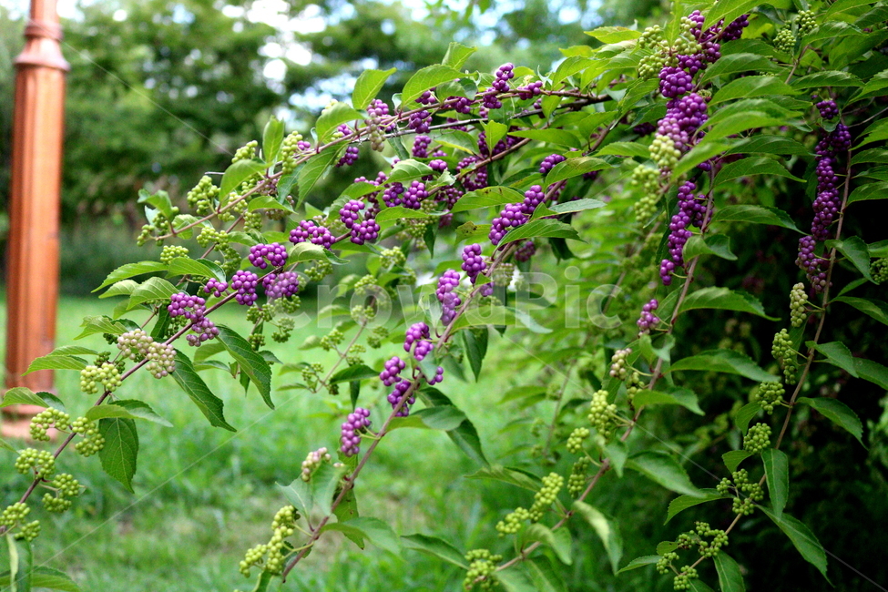 나무,식물,좀작살나무,열매,자연,좀작살나무열매,식물,자연,plants,nature,과일,열매,fruit