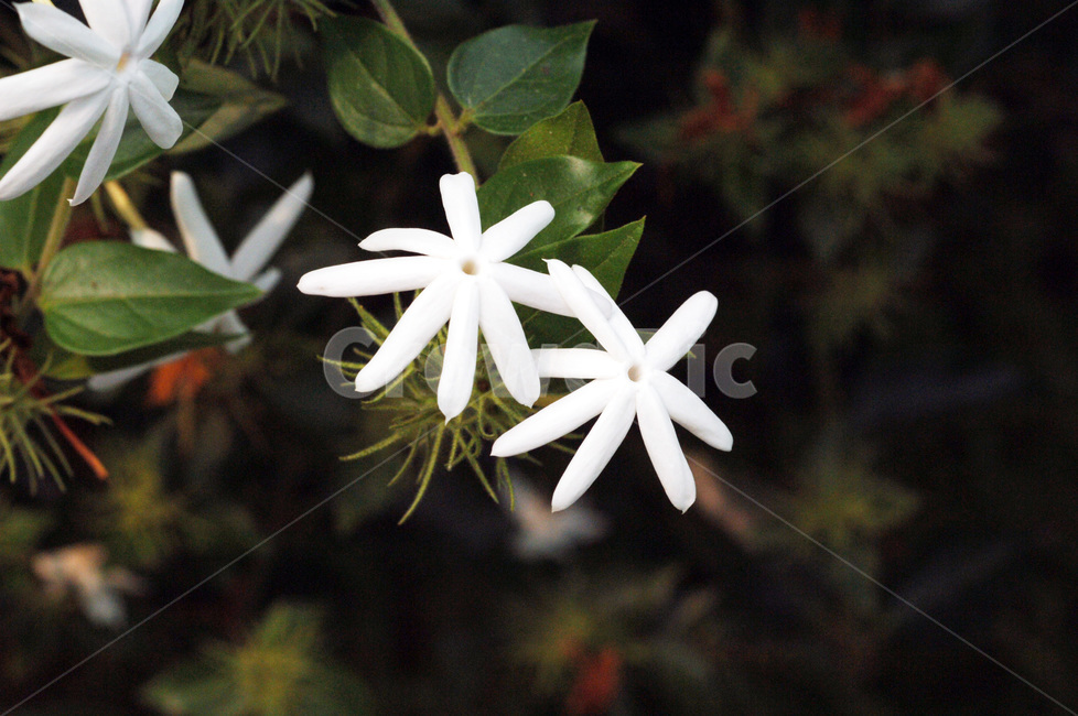 꽃,들꽃,야생화,flower,식물,plant,식물,자연,plants,nature,꽃,flower
