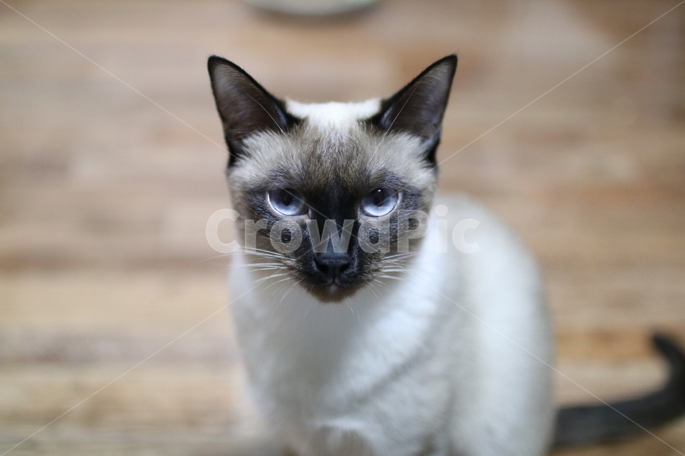 고양이,샴,cat,siamese,sit,lookatme,샴고양이,아기고양이,동물,animal,포유류,mammal,고양이,cat,kitten,kitty
