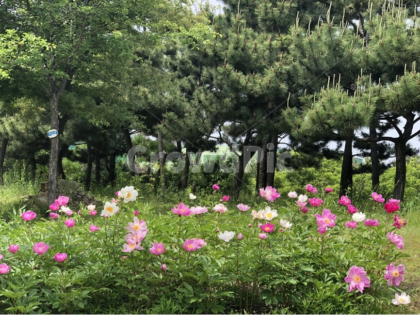 작약,공원,소나무,자연,분홍꽃,꽃,하얀꽃,분홍,분홍색,초록,숲,나무,들꽃,작약꽃,식물,자연,plants,nature,꽃,flower