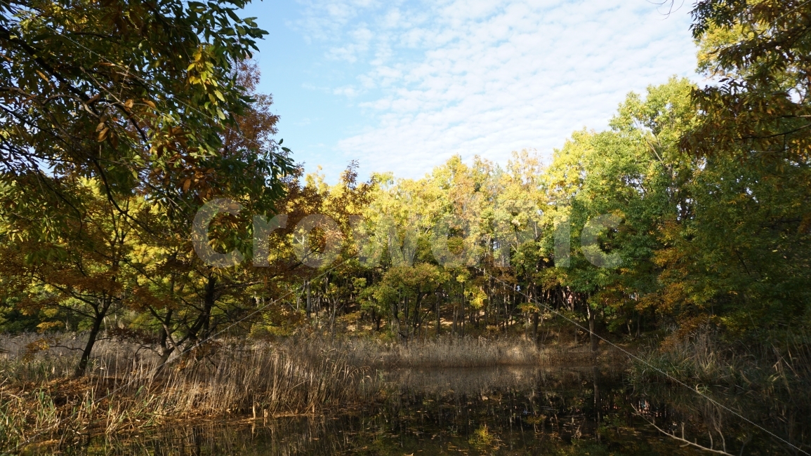 가을,숲,자연,단풍,하늘,가을,계절,fall,autumn,season,자연,풍경,nature,landscape,outdoors,옥외,land,땅,water,물