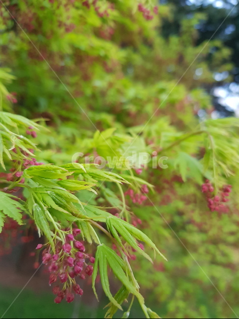 꽃,봄,blossom,plant,빨간꽃,초록,싱그러움,식물,자연,plants,nature