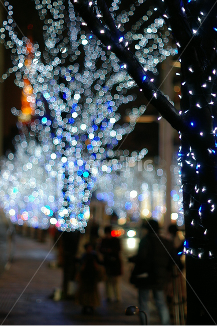 보케,boke,전구,전등,크리스마스,christmas,밤,night,나무,거리,겨울,winter,road,town,도시,city,겨울,계절,winter,season,야경,밤,풍경,nightscape,night,landscape,light,빛