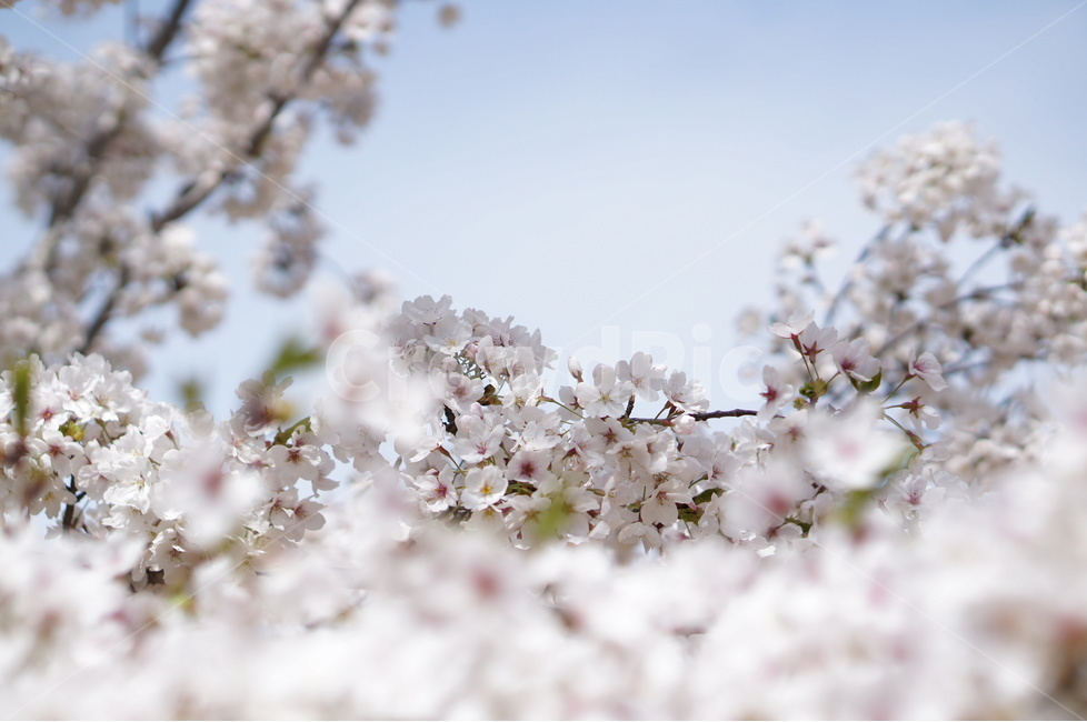 벗꽃,흰구름,4월,파랑하늘,하늘하늘,맑음,봄,계절,spring,season,식물,자연,plants,nature,꽃,flower,plant,blossom