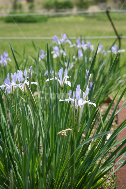 식물,flower,꽃,타래붓꽃,붓꽃,보라,식물,자연,plants,nature,꽃,flower