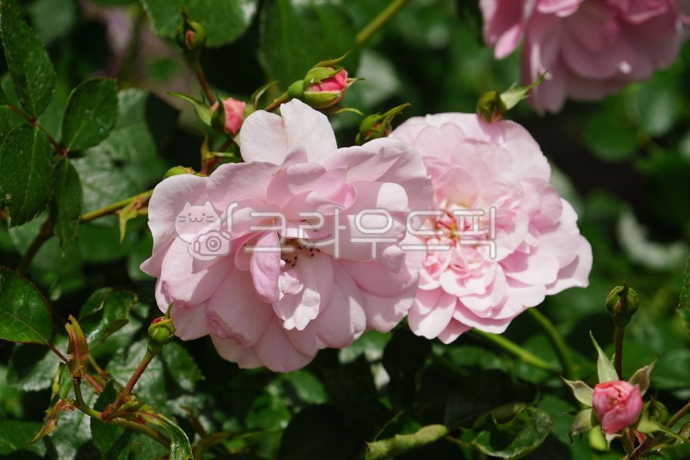 장미,장미꽃,꽃,꽃잎,식물,장미축제,장미공원,공원,자연,들장미,5월,봄,봄꽃,초여름,flower,rose,petal