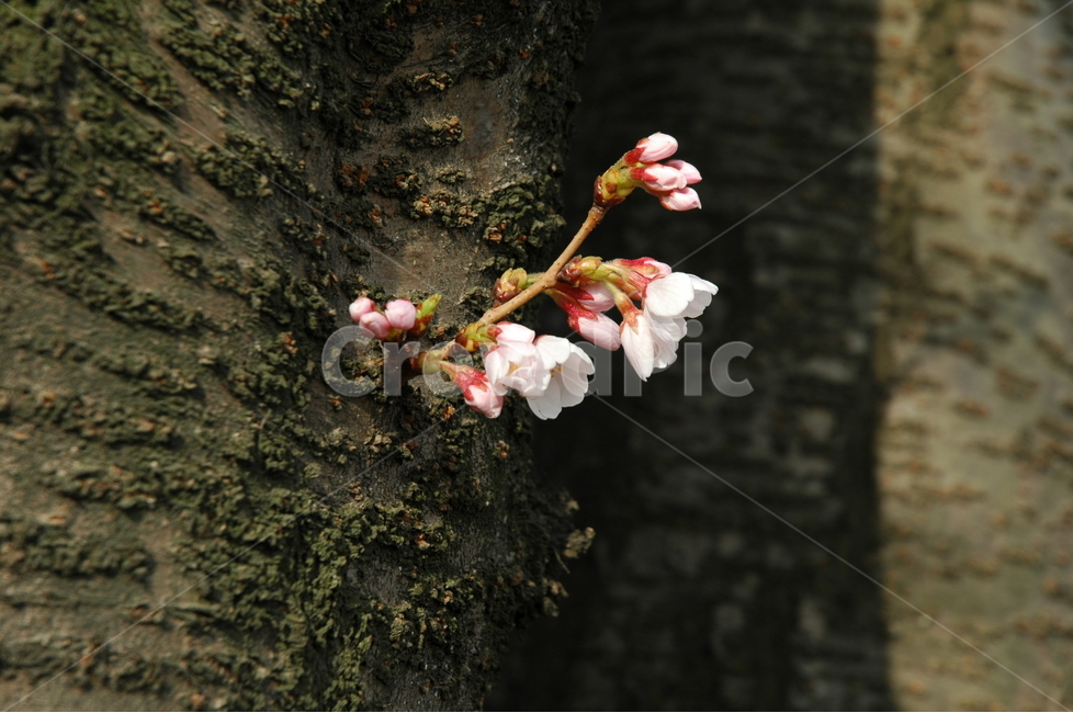 벚꽃,생명력,cherryblossom,꽃,분홍벚꽃,봄,계절,spring,season,식물,자연,plants,nature,꽃,flower,plant,blossom