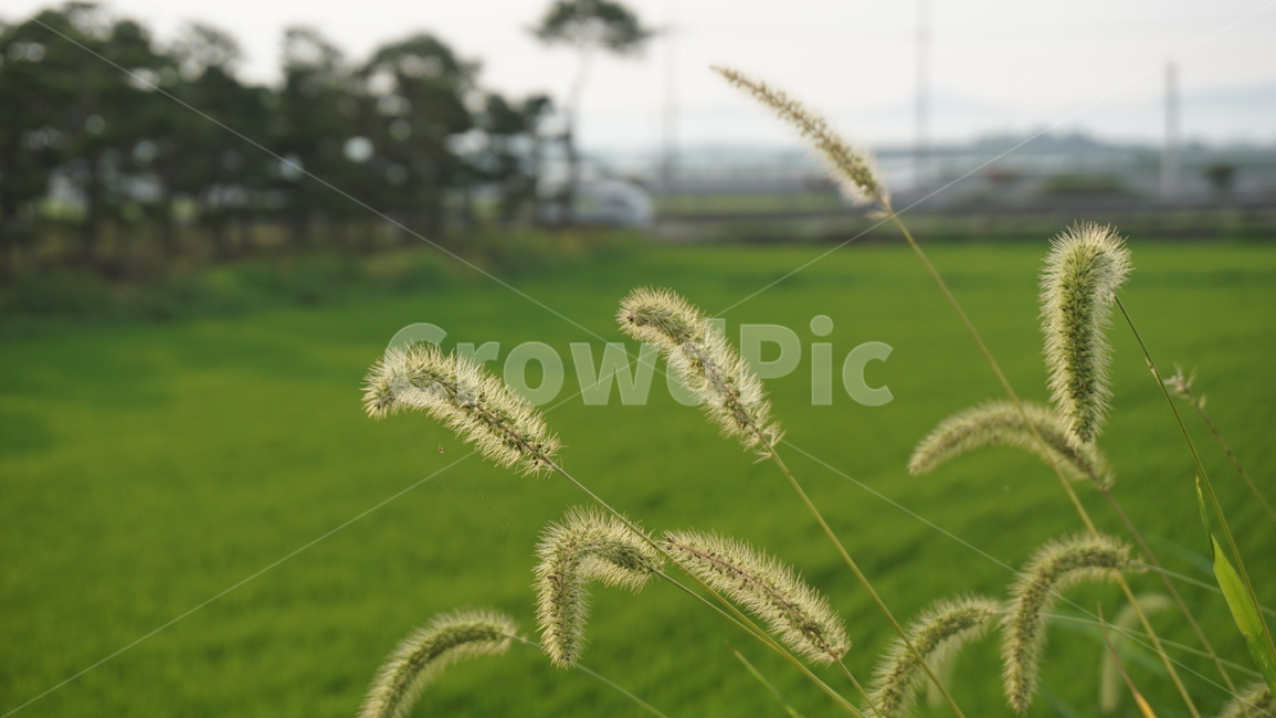 강아지풀,자연,풀꽃,비온뒤,풍경,plant,식물,nature,landscape,휴식,힐링,감성,grass,식물,자연,plants,nature