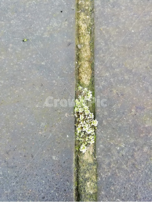 이끼,자연,생물,moss,nature