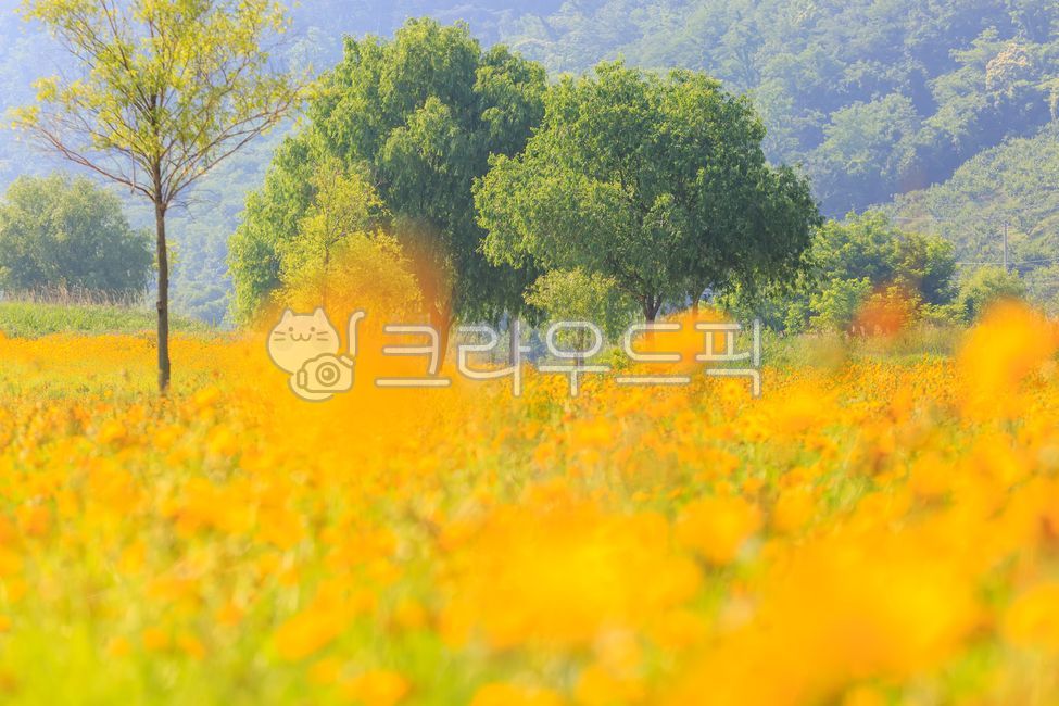 forest,In May,yellow,flower garden,spring,spring flowers,Field,petal,sight,season,park,meadow,Waterside Park,nature,tree,riverside,grassland,flower,outdoor,field,outdoors,golden pheasant soup