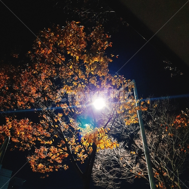 가로등,야경,무드,빛,색감,나무,light,colorful,mood,night,tree