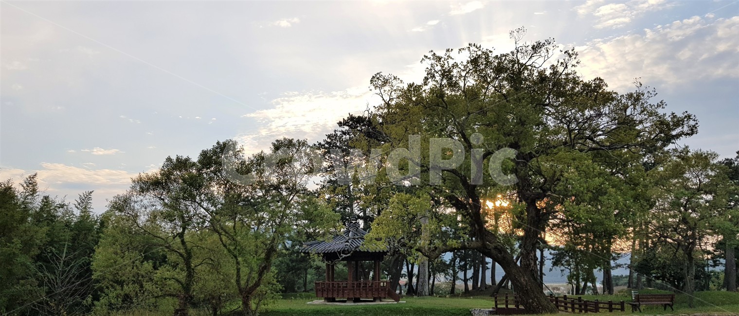 가을,자연,나무,하늘,구름,빛,일몰,저녁놀,해질녁,풍경,감성,trees,green,sky,nature,fall,autumn,정자,쉼,휴식,식물,자연,풍경,nature,landscape,한국자연풍경,한국자연경관,korea nature landscape,plant,tree,tree trunk,나무 줄기