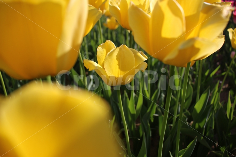 튤립,꽃,자연,개화,정원,색감,식물,자연,plants,nature,꽃,flower