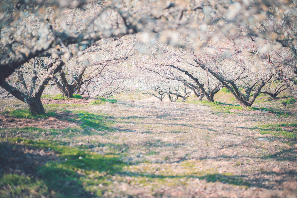 매화나무,매화꽃,꽃,식물,매화,봄,계절,spring,season,자연,풍경,nature,landscape,plant