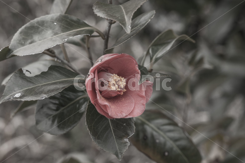 동백꽃,겨울꽃,겨울,blossom,flower,꽃,plant,rose,식물,식물,자연,plants,nature,꽃,flower