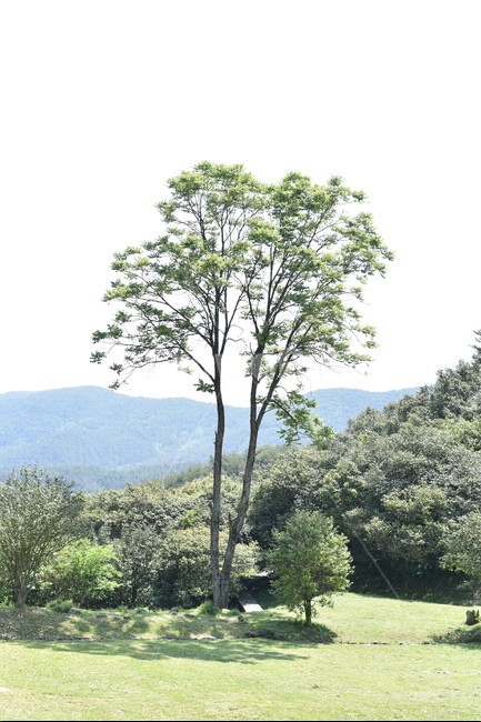 옥룡사지,사찰터,폐사지,옥룡사,유적,문화유적지,tree,나무,식물
