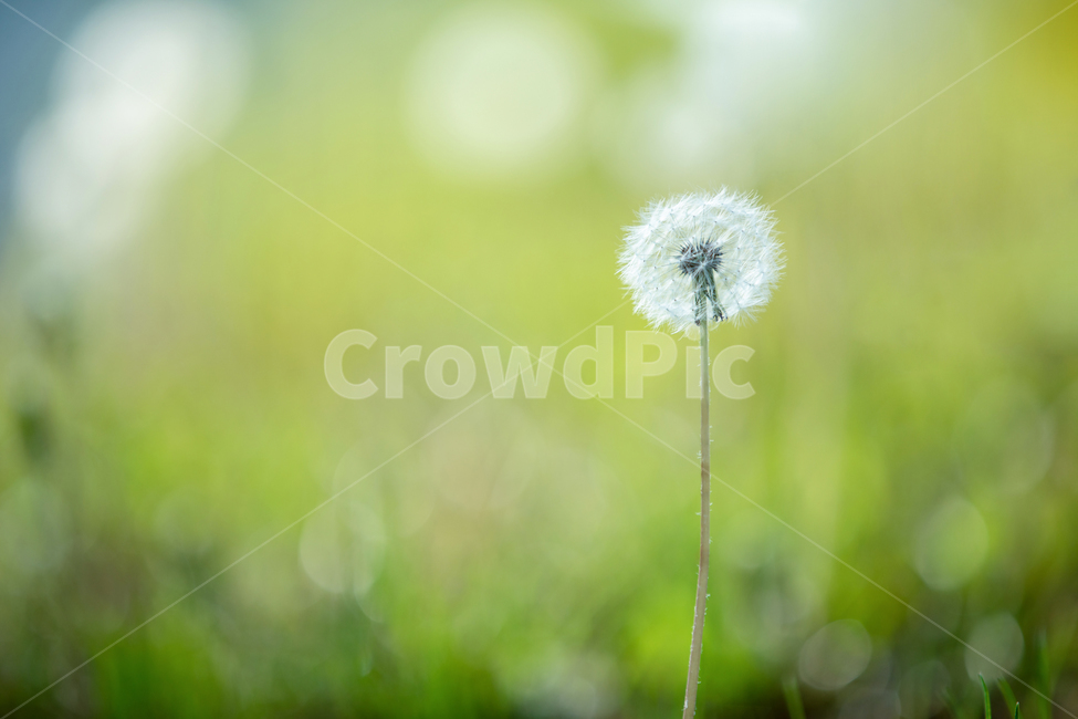 seed,dandelion,spring,grass,plants,season,flower seed,green,nature,Dandelion seed,flower,closeup,background,plant,bokeh,dandelion flower