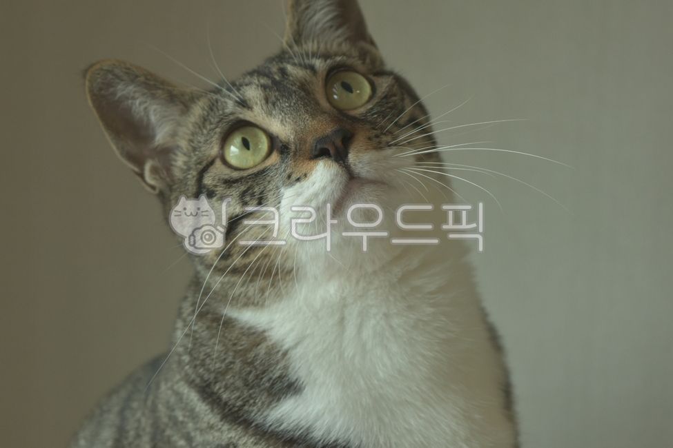 kitty,Pets,Korean Shorthair,kitten,cats,cat,nose short,animal,pet