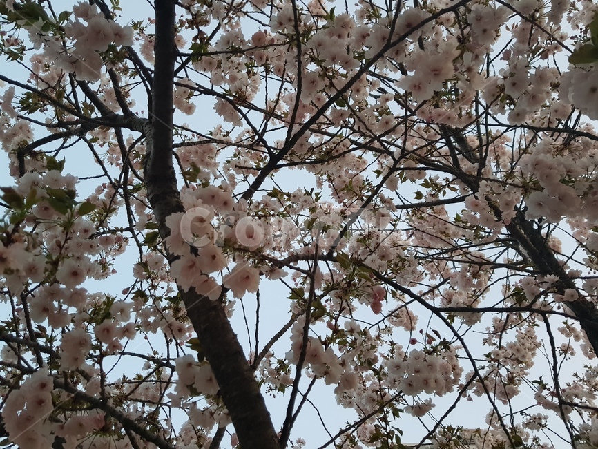 자연,벚꽃,힐링,저녁벚꽃,분홍색,꽃잎