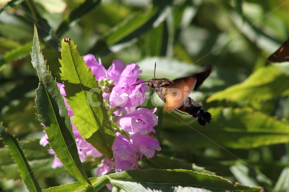 꽃범의꼬리,박각시나방,곤충,hawkmoth,physostegiavirginiana,식물,자연,plants,nature,꽃,flower