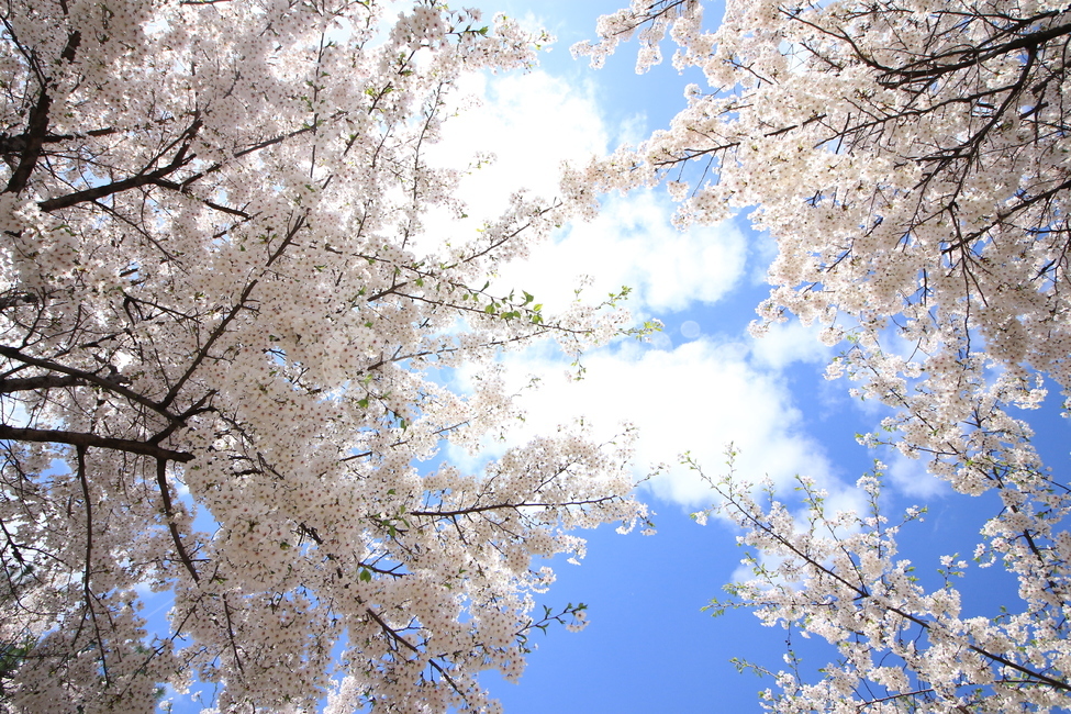 꽃,벚꽃,하늘,구름,봄,sky,감성사진,봄,계절,spring,season,식물,자연,plants,nature,나무,trees,wood,plant,cherry blossom,flower,blossom