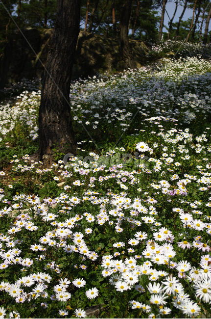 나무,숲,구절초,꽃,풍경,식물,flower,plant,blossom,daisy,데이지,daisies