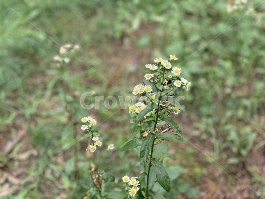 plant,식물,자연,nature,개망초,꽃,flower,blossom