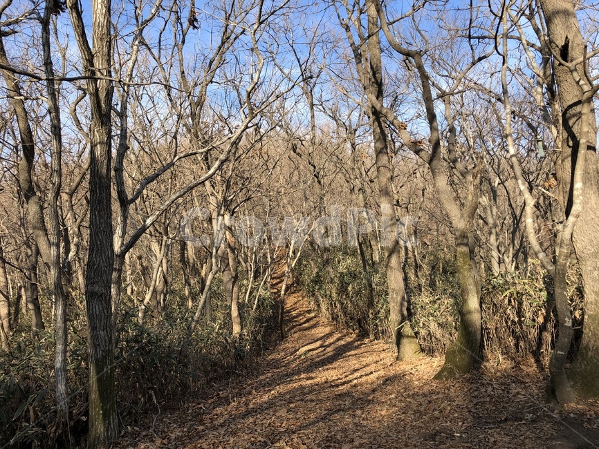 dirtroad,흙길,tree,나무,plant,식물,산길,겨울,winter