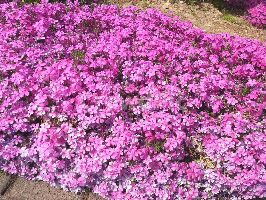 꽃,봄,식물,계절,spring,자연,flower,feeling,감성,개화