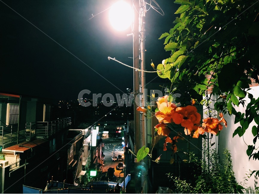 야경,nightview,능소화,flower,풍경,landscape,cityscape,야경,밤,풍경,nightscape,night,landscape,골목길,alley,식물,자연,plants,nature,꽃,flower