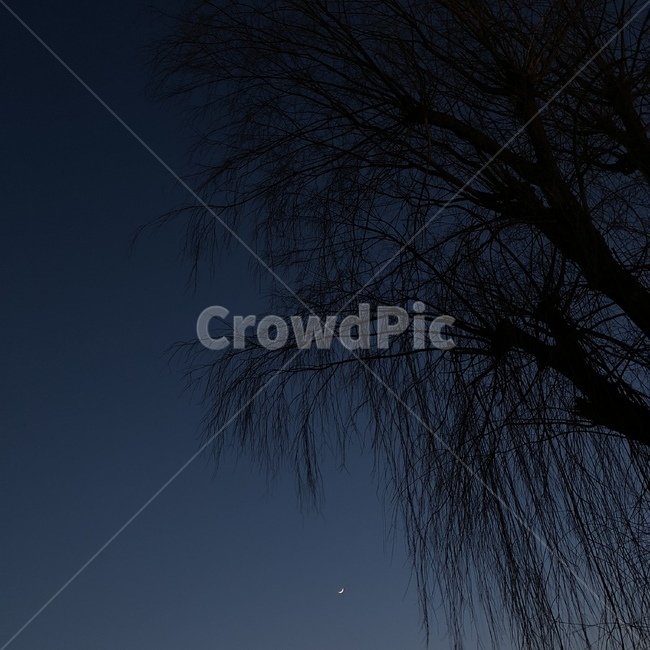 초승달,버들나무,머리카락,어두움,달빛,나무,밤,자연,풍경,nature,landscape,야경,밤,nightscape,night,tree,plant,식물