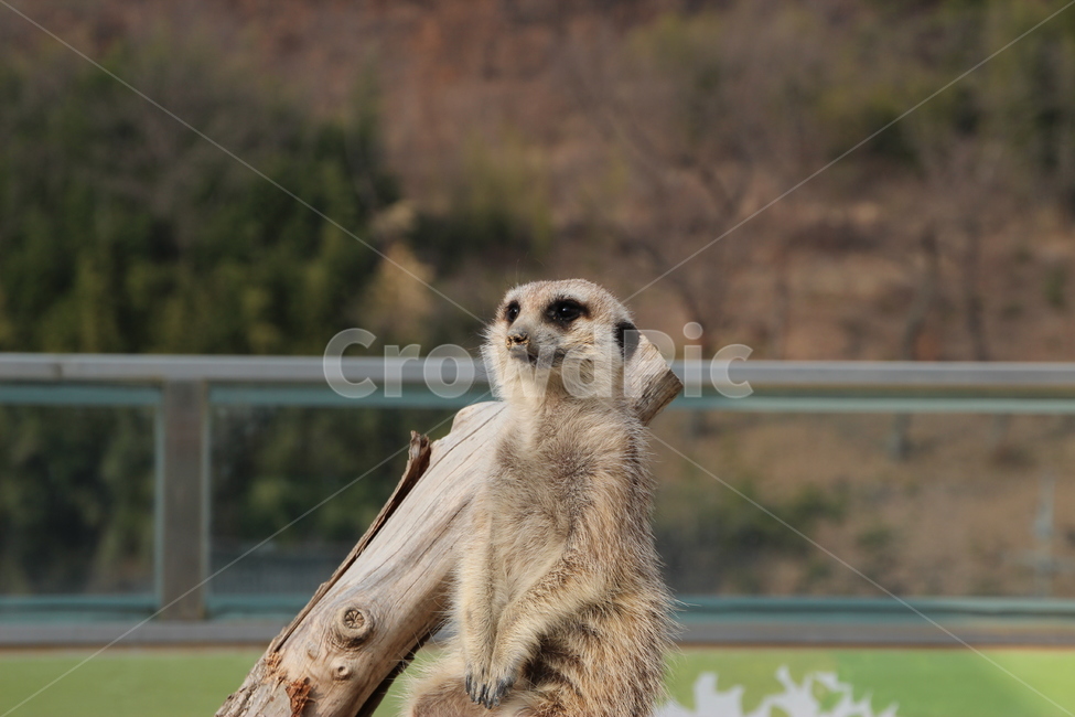 미어캣,동물,animal,설치류,동물원,동물,animal,포유류,mammal