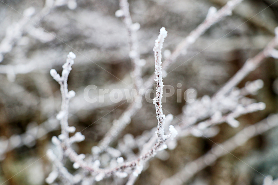 한라산,1100고지,눈꽃,설경,눈,snow,자연,옥외,outdoors,nature