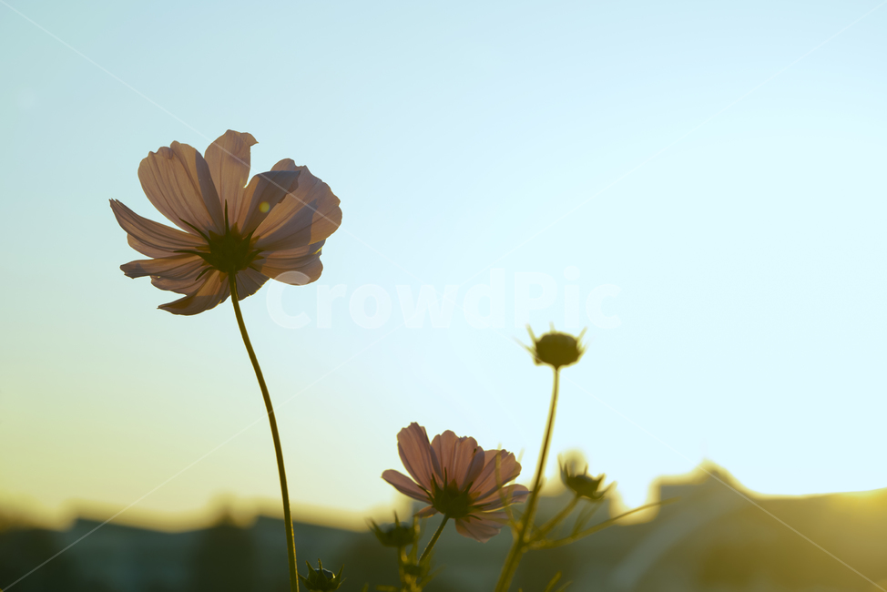 꽃잎,꽃,가을,계절,생명,생물,플라워,flower,코스모스,plant,식물,식물,자연,plants,nature,꽃,flower