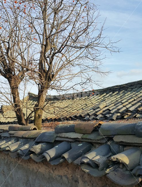 기와,지붕,rooftile,감나무,persimmontree