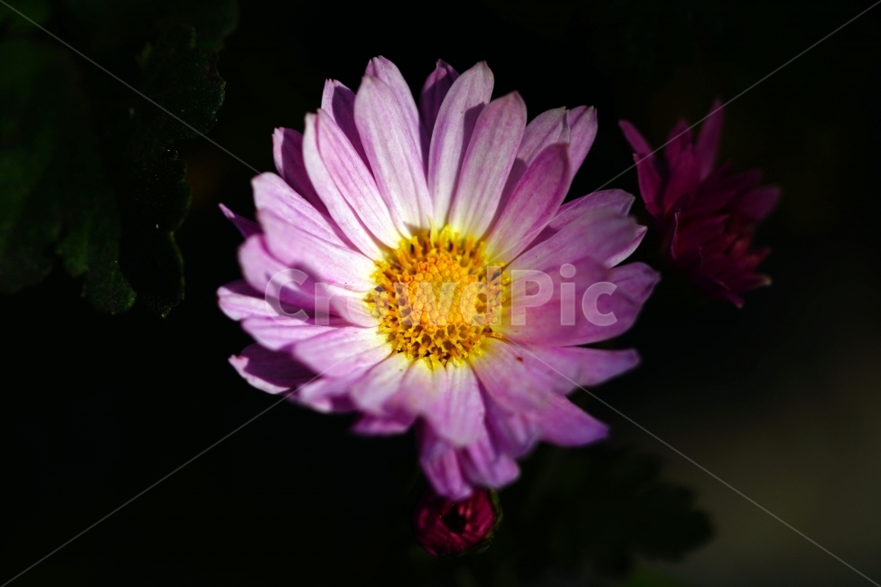 소국,국화,꽃,플라워,flower,식물,plants,자연,nature,가을,autumn,fall,계절,season,경치,풍경,landscape,가을꽃,10월,october,꽃밭,화단,감성,감성사진,느낌,분위기,스냅,스냅사진,snap,snapshot,아름다운,아름답다,예쁘다,예쁜,이쁘다,이쁜,싱싱,접사,마크로,macro,클로즈업,closeup,꽃사진,꽃잎,식물,자연,plants,nature,꽃,flower