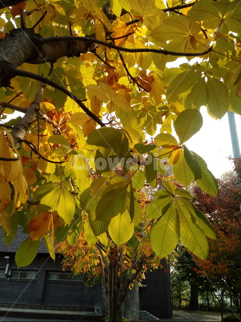 가을,단풍,낙엽,maple,plant,식물,단풍나무,단풍잎,leaf,잎,tree,나무,계절,fallautumnseason,가을단풍,자연,풍경,경치,가을,계절,fall,autumn,season,식물,자연,plants,nature,나무,trees,wood,veins,정맥