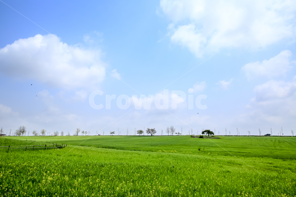 보리밭,시원함,고창,여름,자연,감성,자연,풍경,nature,landscape,outdoors,옥외,grassland,목초지,field,들,plant,식물,grass,잔디