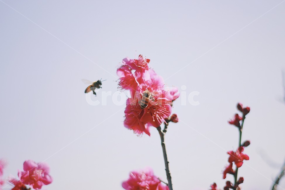 꽃,매화,식물,벌,봄,감성사진,부산대,봄,계절,spring,season,식물,자연,plants,nature,꽃,flower,동물,animal,곤충,벌레,insect,bug,감성,sensible,feeling,bee,invertebrate,무척추 동물