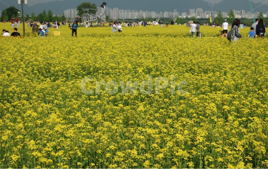 구리시,유채꽃,축제,유채,봄,식물,자연,plants,nature,꽃,flower,사람들,대중,군중,other people,crowd