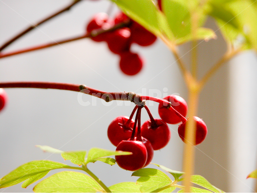 관상,화초,화분,식물원,꽃,식물,자연,plants,nature,과일,열매,fruit