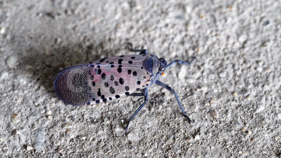 중국산꽃매미,꽃매미,매미,곤충,벌레,유해곤충,insect,bug,자연,nature,접사,macro,매크로,마크로,여름,summer,동물,animal,스냅,스냅사진,스넵,스넵사진,snap,snapshot,한국자연,한국의자연,풍경,landscape,동물,animal,곤충,벌레,insect,bug
