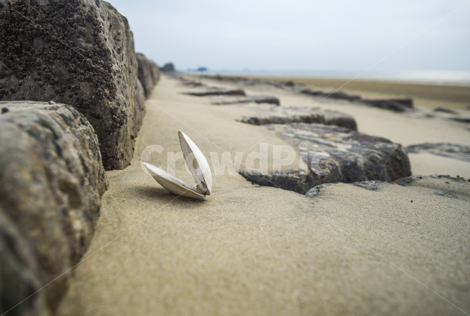 운여해변,서해안,태안해변,간조,조개껍질,landscpae,바다,모래,해변,바다,beach,sea