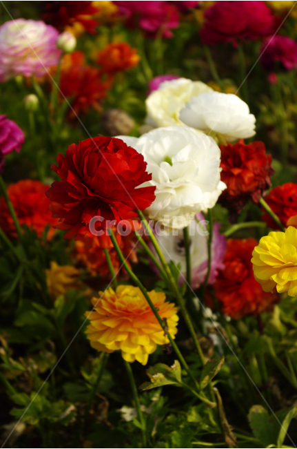 라난큐라스,식물,flower,plants,nature,꽃,꽃봉오리,꽃밭,color,식물,자연,plants,nature,꽃,flower